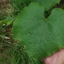 Vitis labrusca L.Vitis labrusca L.