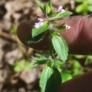 Stachys arvensis (L.) L.Stachys arvensis (L.) L.