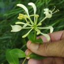 Lonicera periclymenum L. subsp. periclymenumLonicera periclymenum L. subsp. periclymenum