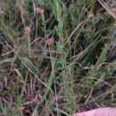 Genista berberidea LangeGenista berberidea Lange