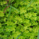 Cruciata laevipes OpizCruciata laevipes Opiz