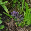 Ajuga pyramidalis L.Ajuga pyramidalis L.