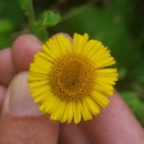 Pulicaria dysenterica (L.) Bernh.Pulicaria dysenterica (L.) Bernh.