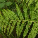 Athyrium filix-femina (L.) RothAthyrium filix-femina (L.) Roth
