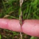 Molinia caerulea (L.) MoenchMolinia caerulea (L.) Moench