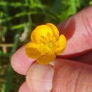 Ranunculus repens L.Ranunculus repens L.