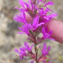 Lythrum salicaria L.Lythrum salicaria L.