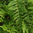 Polypodium interjectum ShivasPolypodium interjectum Shivas