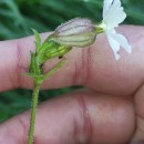 Silene latifolia Poir.Silene latifolia Poir.