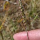 Koeleria rodriguez-graciae Quintanar & Castrov.Koeleria rodriguez-graciae Quintanar & Castrov.