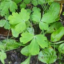 Aquilegia vulgaris L.Aquilegia vulgaris L.