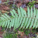 Dryopteris affinis - Grupo (Lowe) Fraser-JenkinsDryopteris affinis - Grupo (Lowe) Fraser-Jenkins