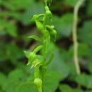 Epipactis fageticola (C.E. Hermos.) Devillers-Tersch. & DevillersEpipactis fageticola (C.E. Hermos.) Devillers-Tersch. & Devillers