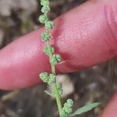 Chenopodium album L.Chenopodium album L.
