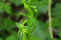 Epipactis fageticola (C.E. Hermos.) Devillers-Tersch. & DevillersEpipactis fageticola (C.E. Hermos.) Devillers-Tersch. & Devillers
