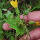 Sonchus oleraceus L.Sonchus oleraceus L.