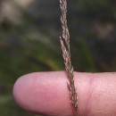 Agrostis canina L.Agrostis canina L.
