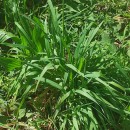 Anthoxanthum amarum Brot.Anthoxanthum amarum Brot.