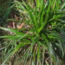 Luzula sylvatica (Huds.) Gaudin subsp. henriquesii (Degen) P. SilvaLuzula sylvatica (Huds.) Gaudin subsp. henriquesii (Degen) P. Silva