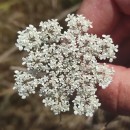 Daucus carota  L.Daucus carota  L.