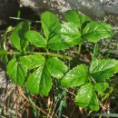 Angelica pachycarpa LangeAngelica pachycarpa Lange