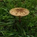 Macrolepiota procera (Scop.) Singer 1948Macrolepiota procera (Scop.) Singer 1948