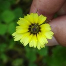 Tolpis barbata (L.) Gaertn.Tolpis barbata (L.) Gaertn.