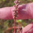 Persicaria maculosa GrayPersicaria maculosa Gray