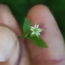 Stellaria alsine GrimmStellaria alsine Grimm