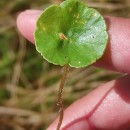 Hydrocotyle vulgaris L.Hydrocotyle vulgaris L.