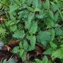Scrophularia scorodonia L.Scrophularia scorodonia L.