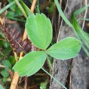 Potentilla montana Brot.Potentilla montana Brot.