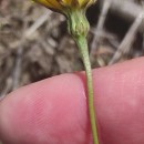 Leontodon saxatilis Lam.Leontodon saxatilis Lam.