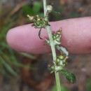 Gamochaeta coarctata (Willd.) KerguélenGamochaeta coarctata (Willd.) Kerguélen