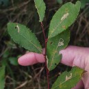 Salix atrocinerea Brot.Salix atrocinerea Brot.