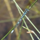 Coenagrion scitulum (Rambur, 1842)Coenagrion scitulum (Rambur, 1842)