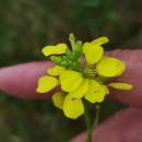 Sinapis arvensis L.Sinapis arvensis L.