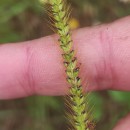 Setaria pumila (Poir.) Schult.Setaria pumila (Poir.) Schult.