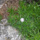 Armeria sp. Willd.Armeria sp. Willd.