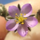 Spergularia rubra (L.) J. & C. PreslSpergularia rubra (L.) J. & C. Presl