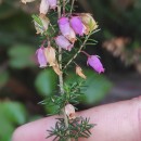 Erica cinerea L.Erica cinerea L.