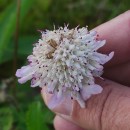 Scabiosa atropurpurea L.Scabiosa atropurpurea L.