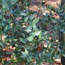 Ruscus aculeatus L.Ruscus aculeatus L.