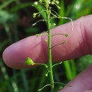 Capsella bursa-pastoris (L.) Medik.Capsella bursa-pastoris (L.) Medik.