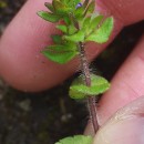 Veronica arvensis L.Veronica arvensis L.