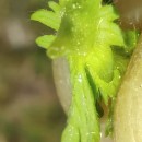 Aphanes australis Rydb.Aphanes australis Rydb.