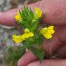 Parentucellia viscosa (L.) CaruelParentucellia viscosa (L.) Caruel