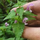 Lamium maculatum L.Lamium maculatum L.
