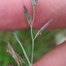 Festuca rubra L. subsp. pruinosa (Hack.) PiperFestuca rubra L. subsp. pruinosa (Hack.) Piper
