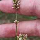 Persicaria maculosa GrayPersicaria maculosa Gray